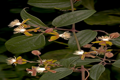 Clematis hedysarifolia